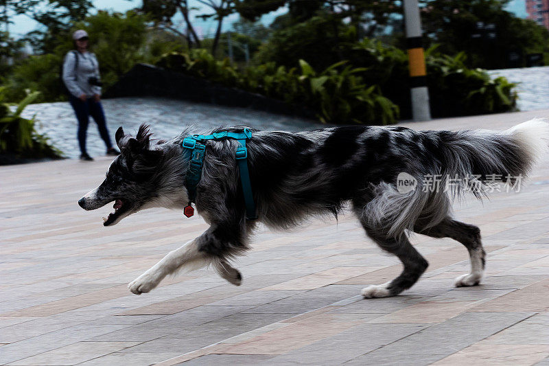 Border Collie racing champ at play in Medellín's industrial district